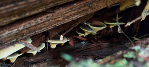 "close up of pacific northwest log and mushrooms"