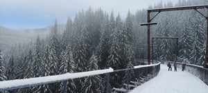 "snowy trees in the pacific northwest"